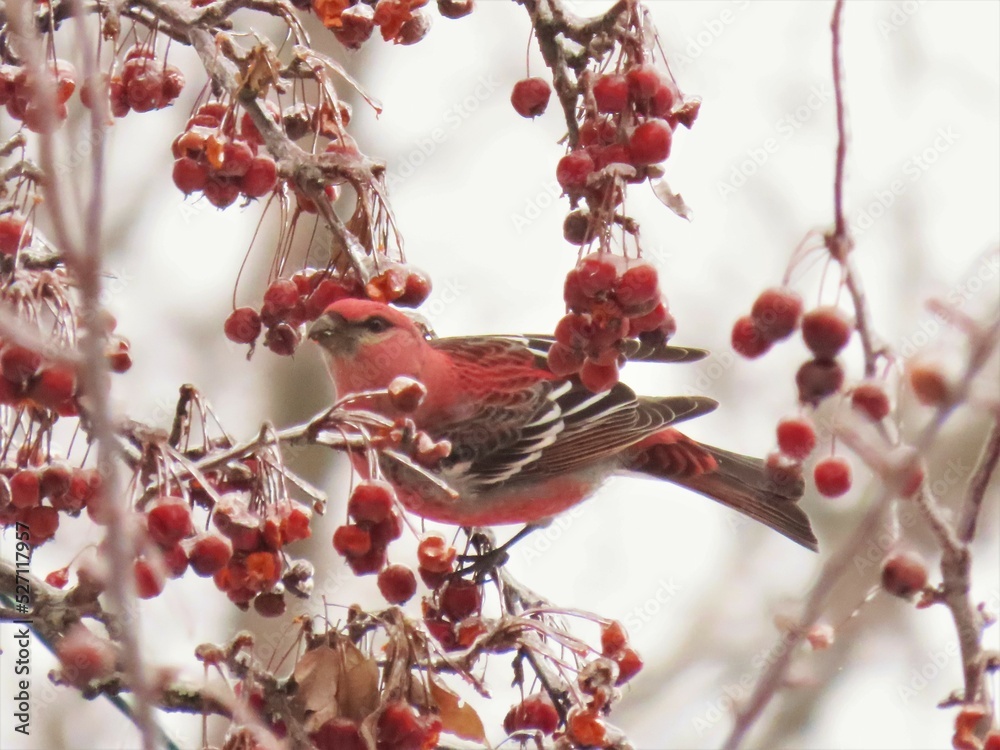 Selective focus shot of a tiny Purple finch bird standing,Close up portrait of a Purple finch