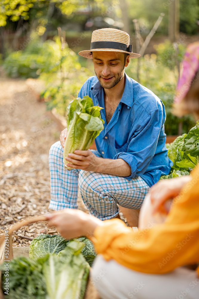 Portrait of handsome farmer enjoying freshly picked lettuce, harvesting with woman at home garden. C