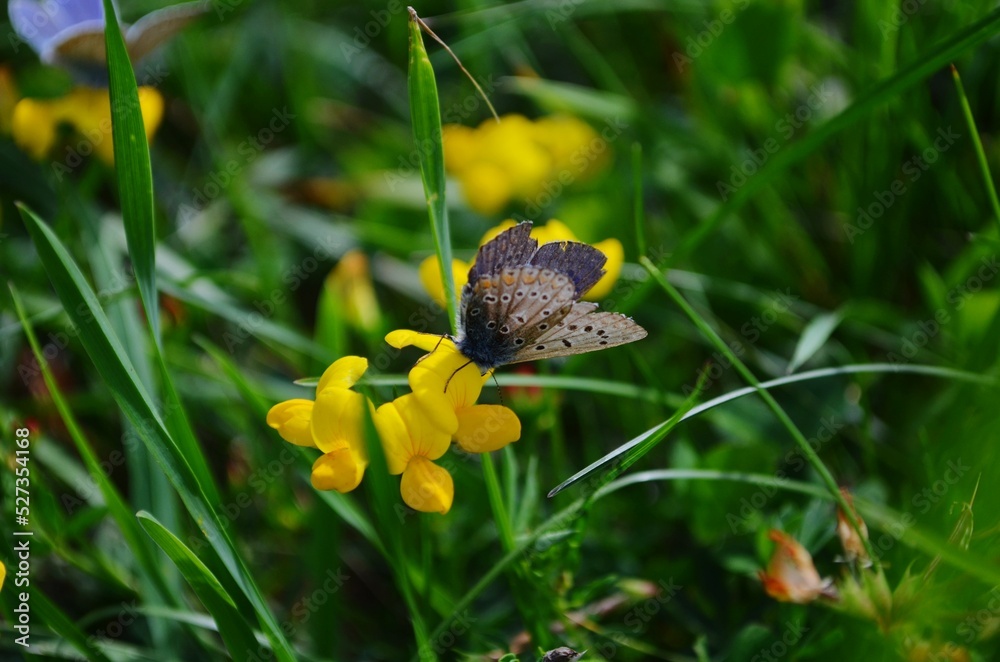 butterfly on a flower