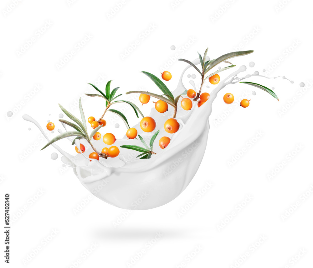 Sea ​​​​buckthorn with leaves in milk splashes close-up isolated on a white background