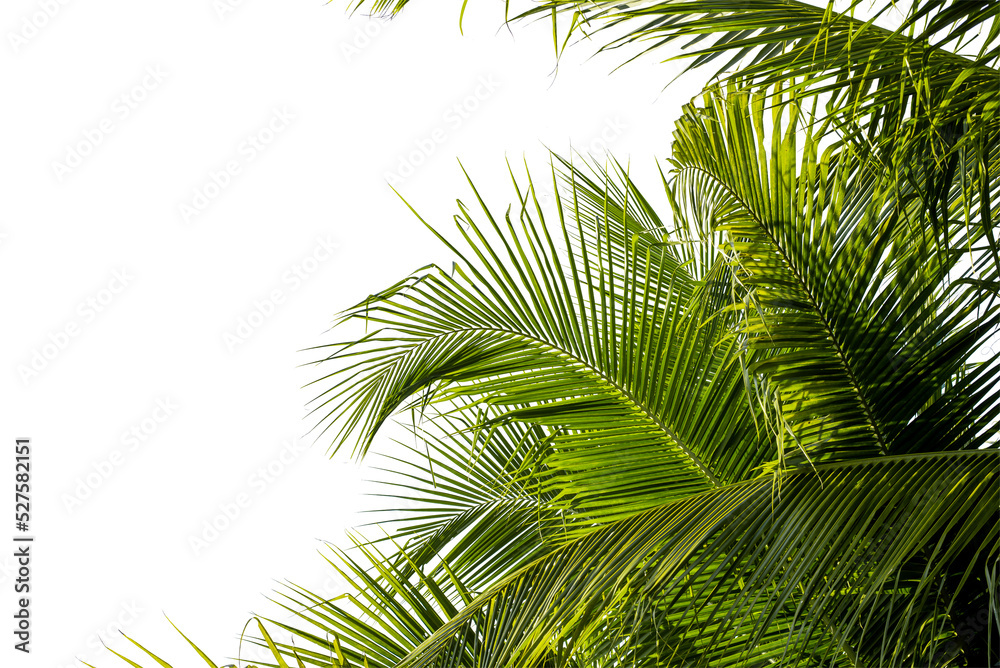 coconut palm leaf isolated for object and retouch design.