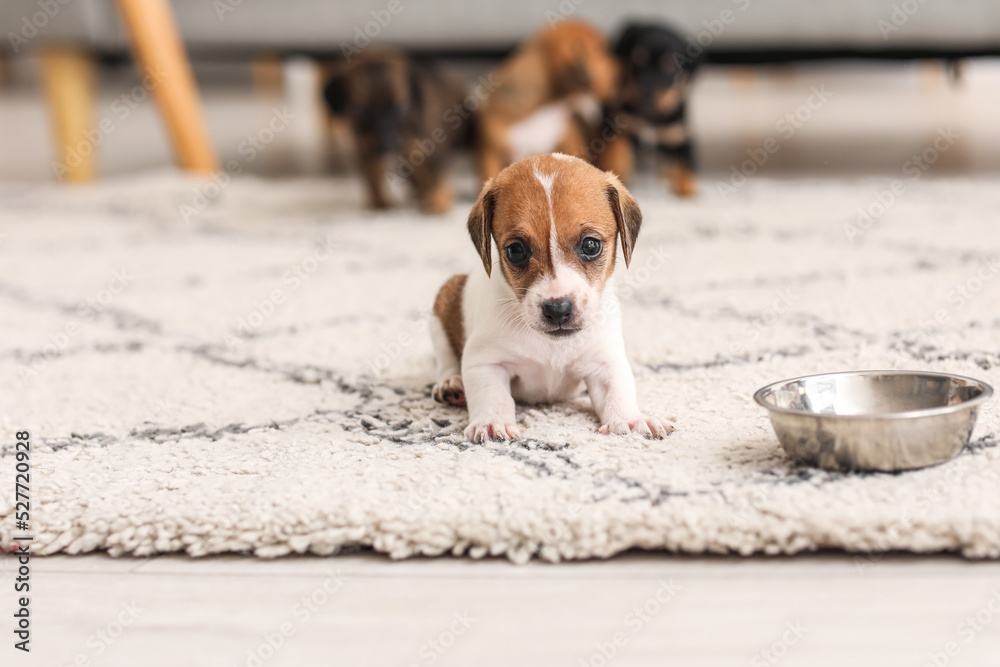 Cute puppy near bowl with food at home