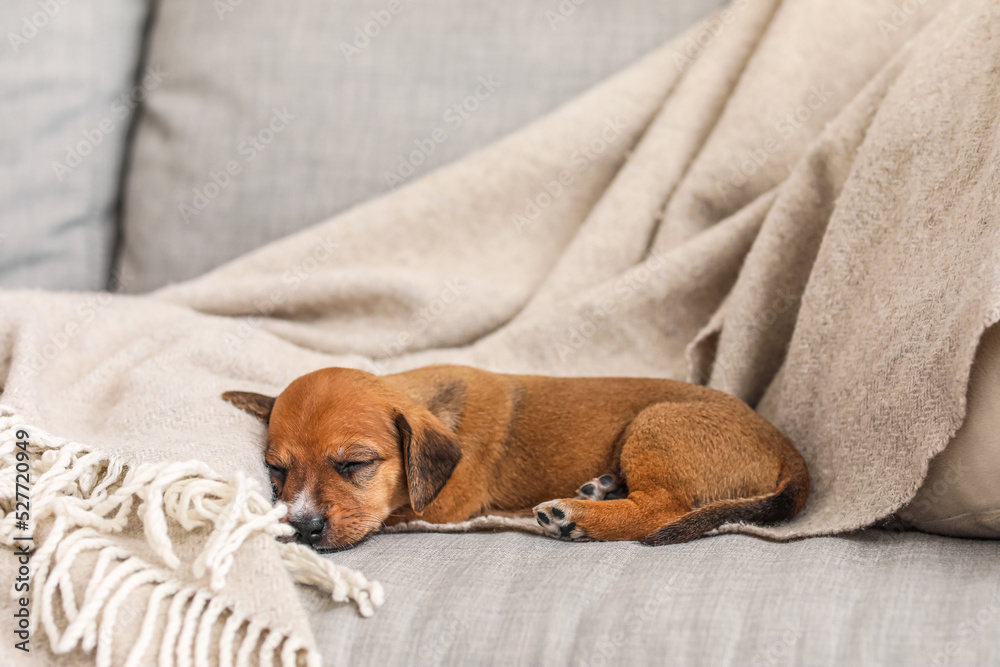 Cute puppy sleeping on sofa at home