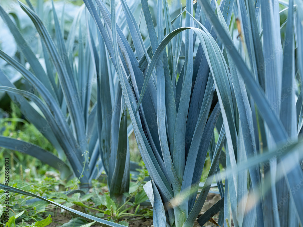 生长在花园床上的成熟韭菜植物（Allium Porrum）。v中绿色天然叶子的新鲜种植园