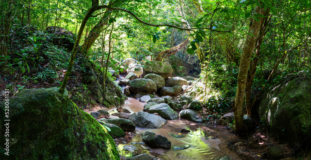 美丽的树叶自然树叶和溪流绿色森林在山上的概念背景