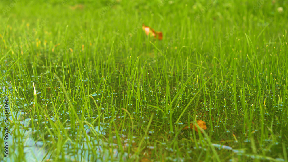 秋季强降雨导致绿地积水