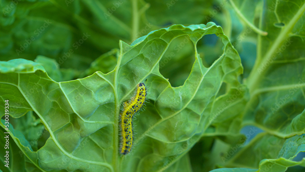 特写：卷心菜毛虫攻击绿色蔬菜并造成破坏