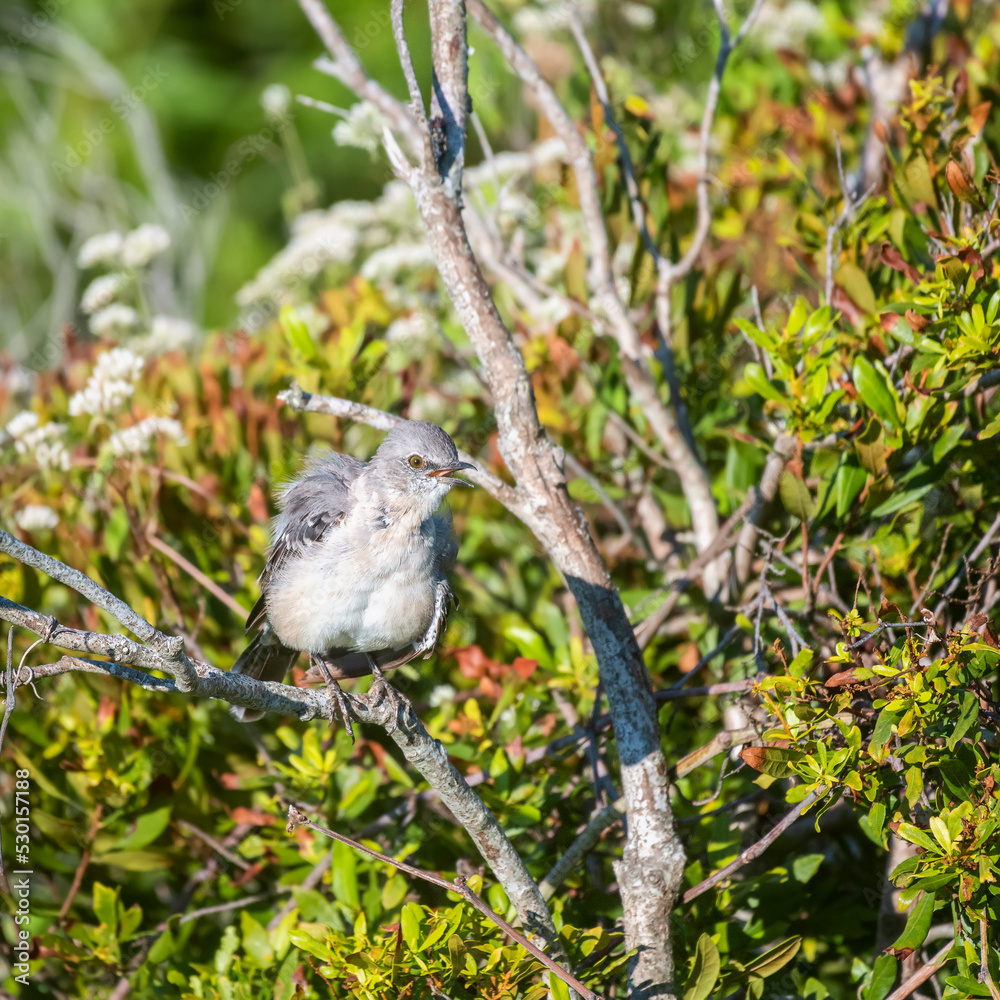 Northern mockingbird.Topsail Island.North Carolina.USA