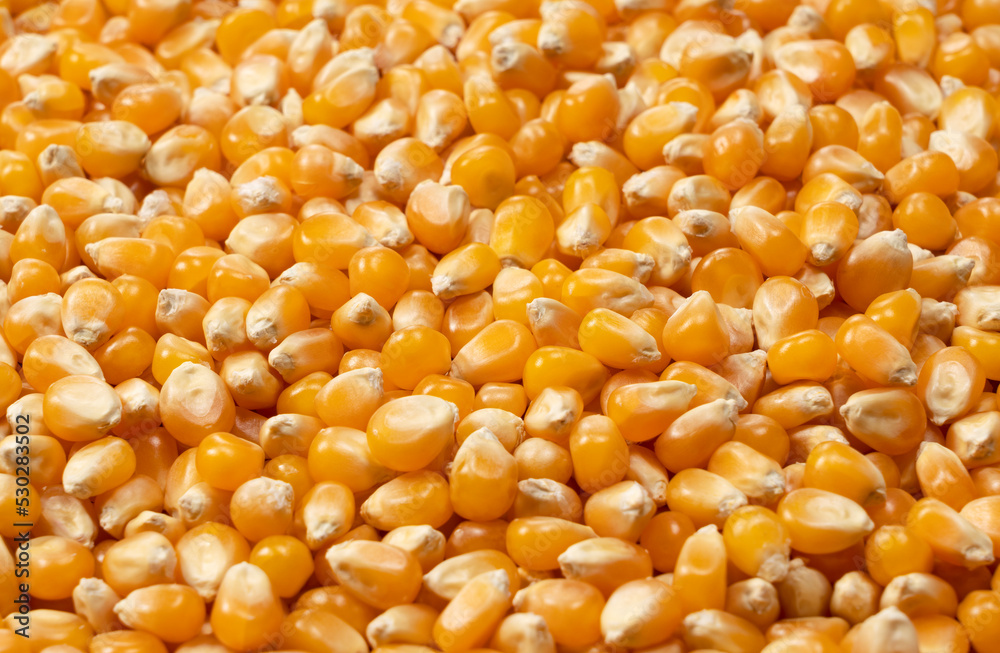 Dried corn kernels throughout the screen.