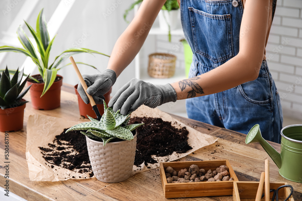 Woman transplanting plant at home