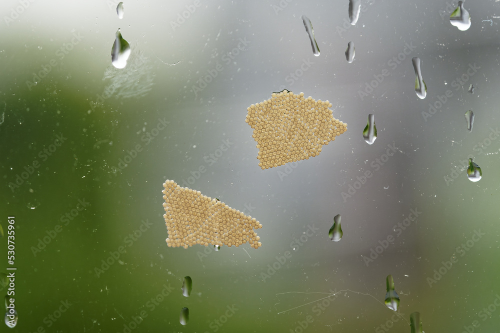 雨后在花园的玻璃板上产下的萤火虫蛋和一些水滴