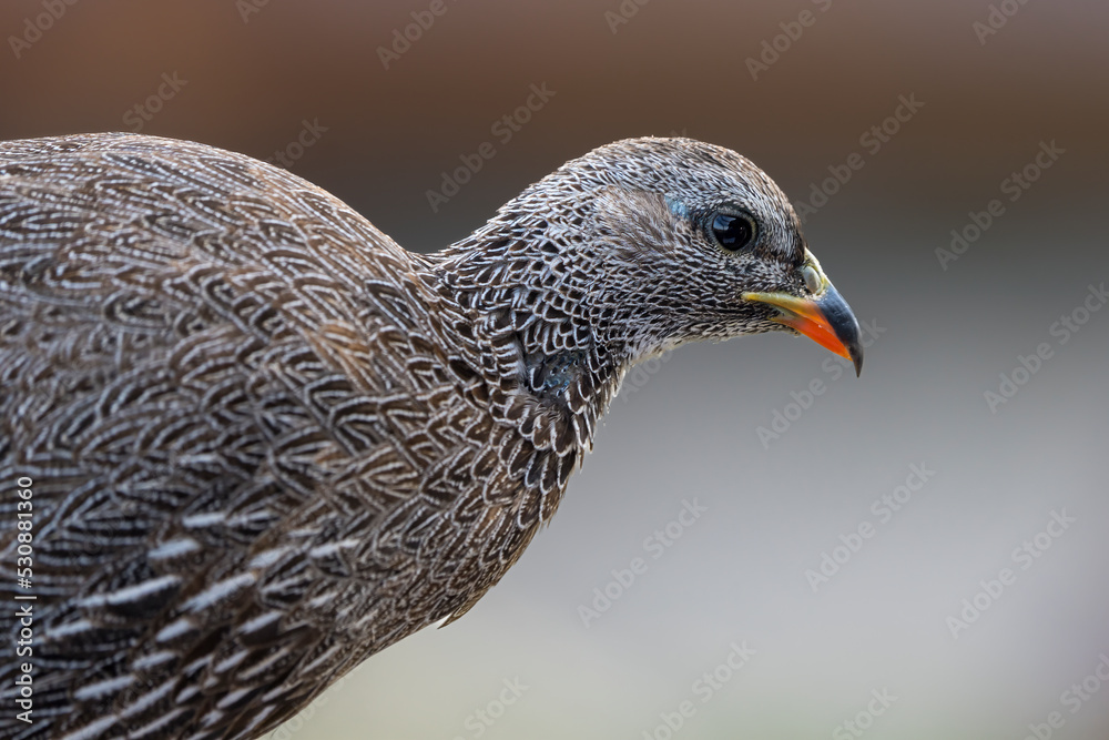 斯普鲁尔角或弗兰科林角（Pternistis capensis）肖像。阿古拉斯角。拉古哈斯在上空