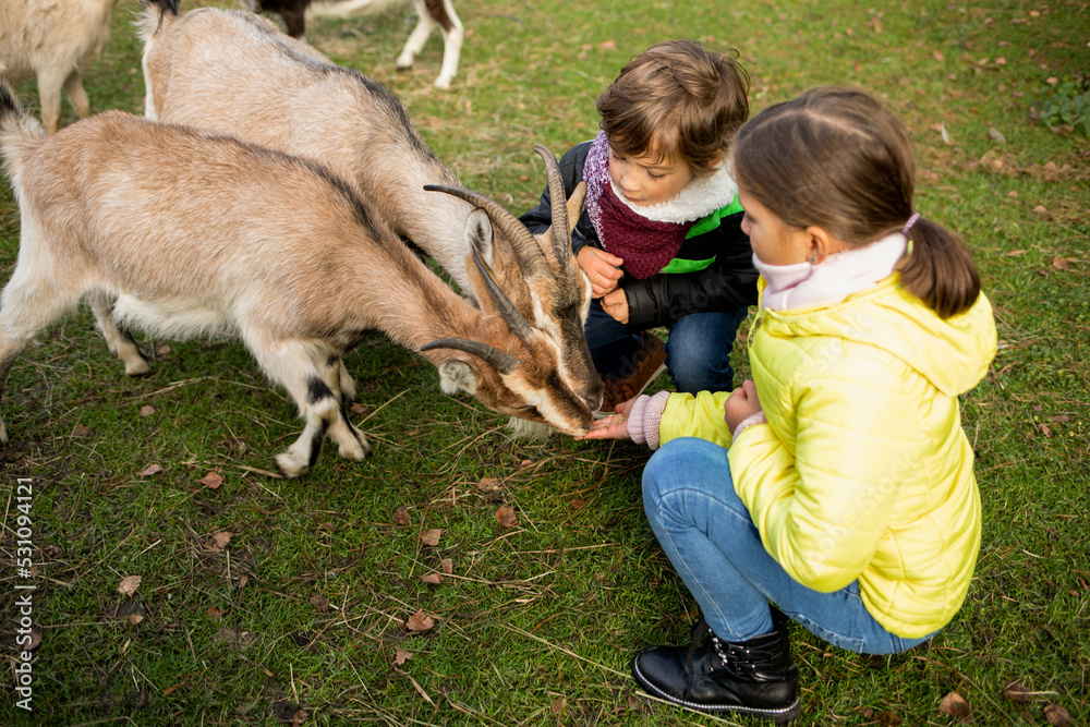 Children feeding goat in agritourism farm