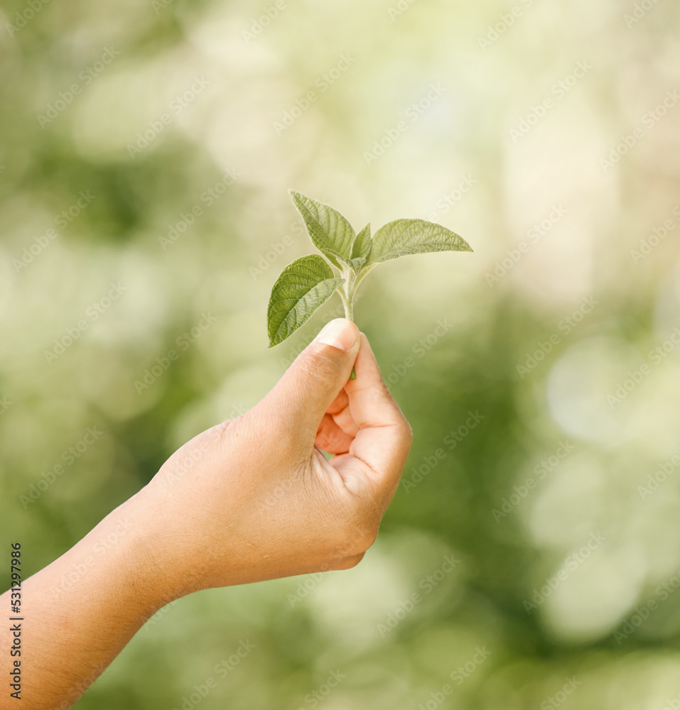 孩子的手，有天然、健康的绿色植物，在背景模糊的背景下展示。外出