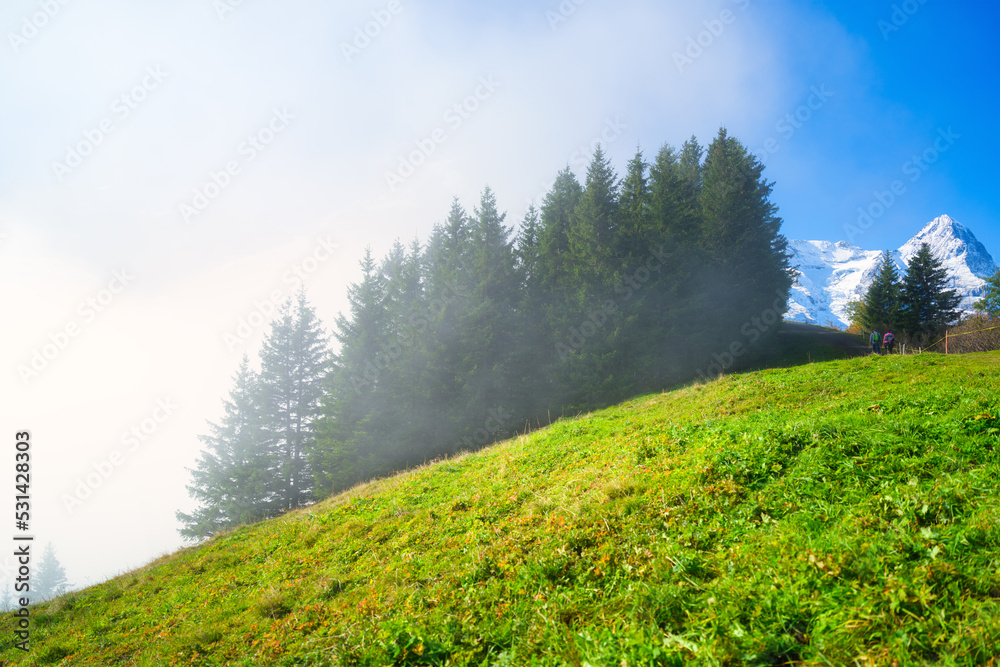 山脉、森林和草地。薄雾中有森林的山谷。夏天的瑞士风景