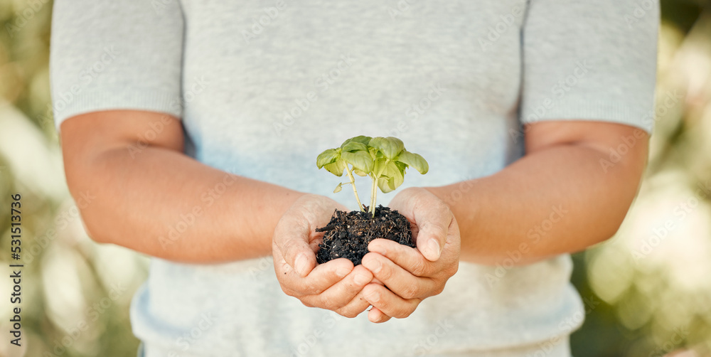 Hand, plant and soil with growth in the hands of a woman for sustainability and development of an ec