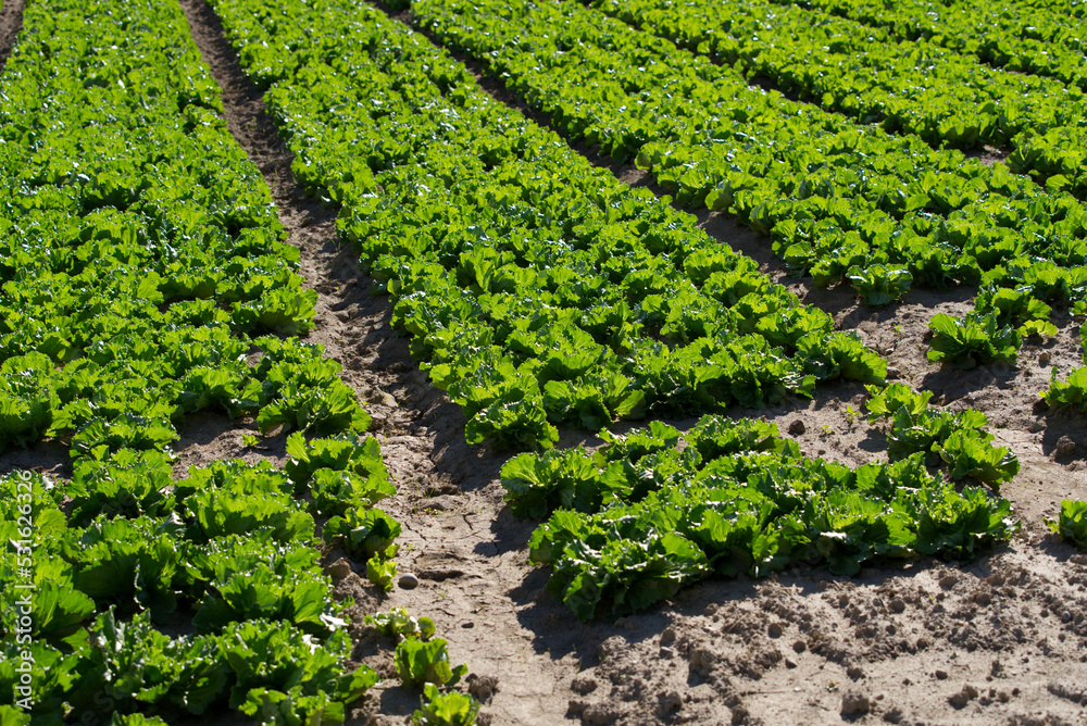 Green salad field at rural village Kleinandelfingen, Canton Zürich, on a sunna summer day. Photo tak