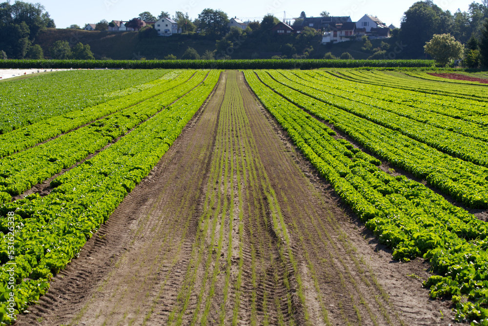 Green salad field at rural village Kleinandelfingen, Canton Zürich, on a sunna summer day. Photo tak