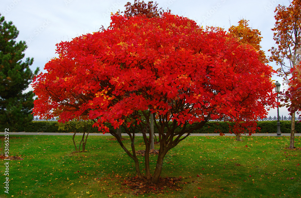 Autumn park with colorful fall foliage