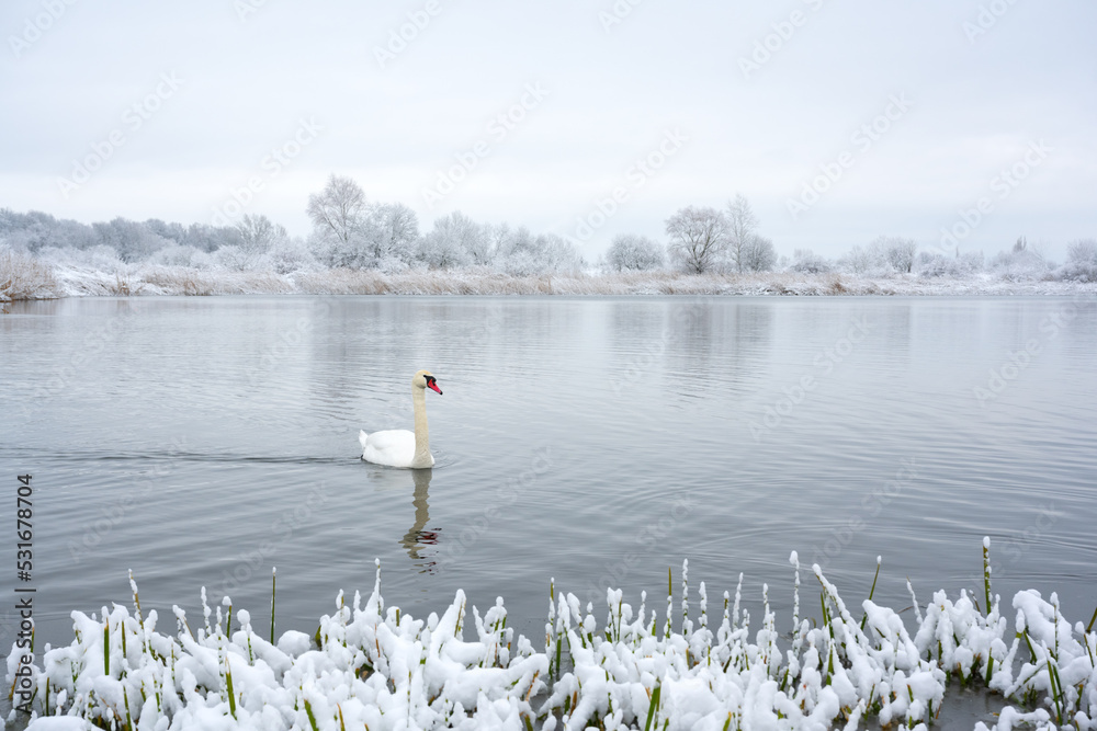 日出时，独自一只白天鹅在冬季湖水中游泳。背景是结霜的白雪树。安