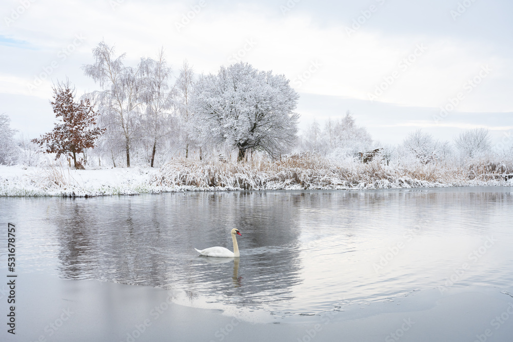 日出时，独自一只白天鹅在冬季湖水中游泳。背景是结霜的白雪树。安