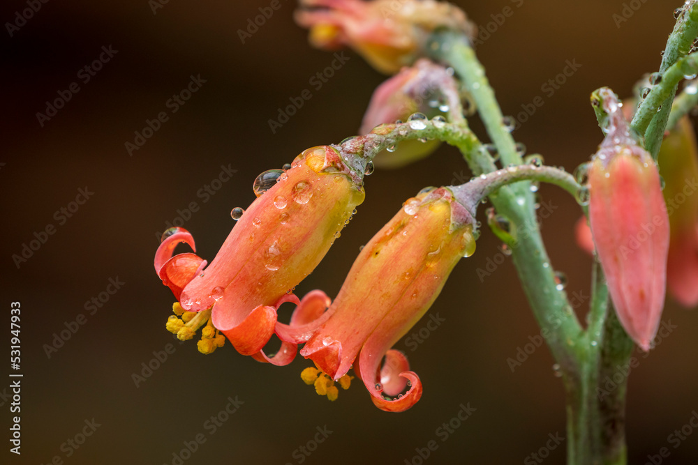 猪耳朵，varkoorblare或varkoor（Coyledon orbitculata）花。开普敦。西开普省。南A