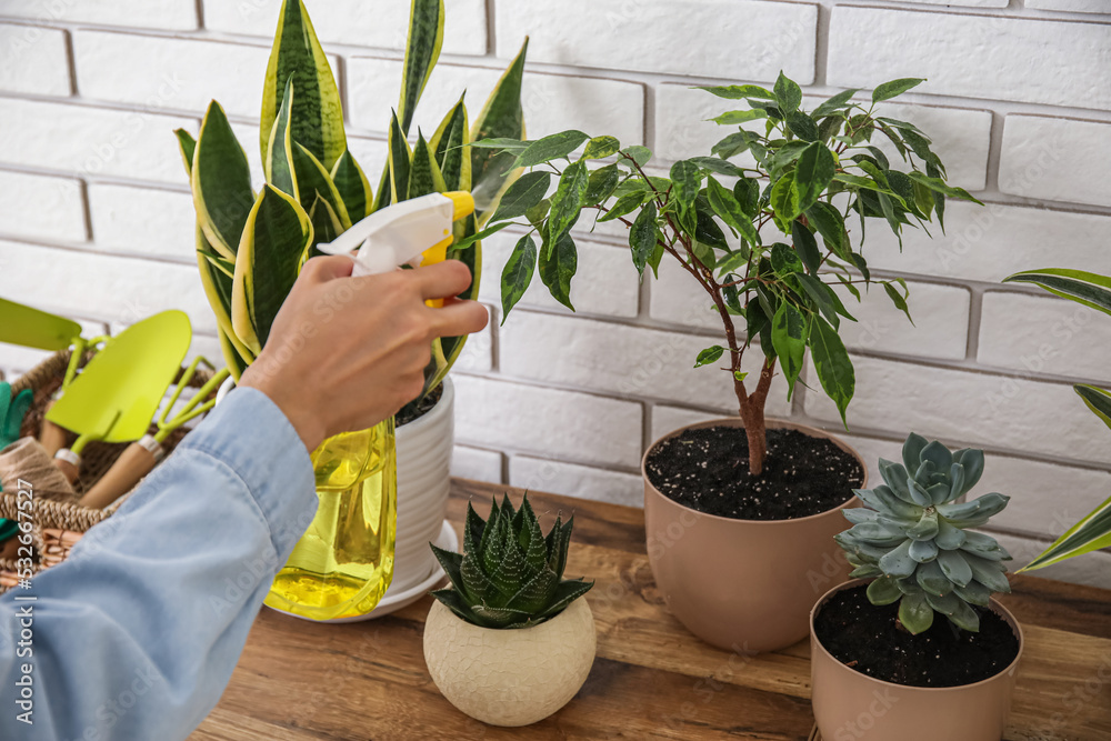 妇女向家里桌子上的室内植物喷水，特写