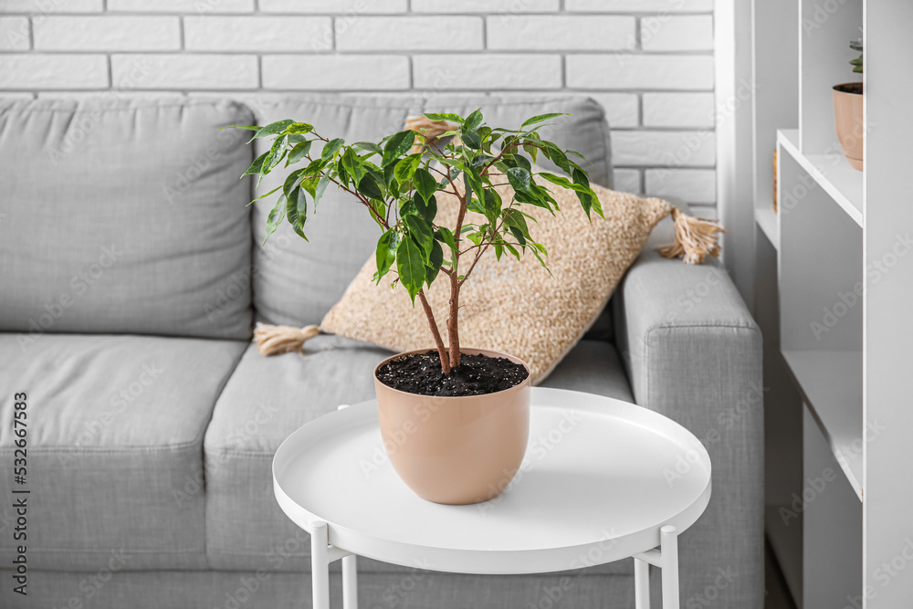 Ficus benjamina on table in light living room