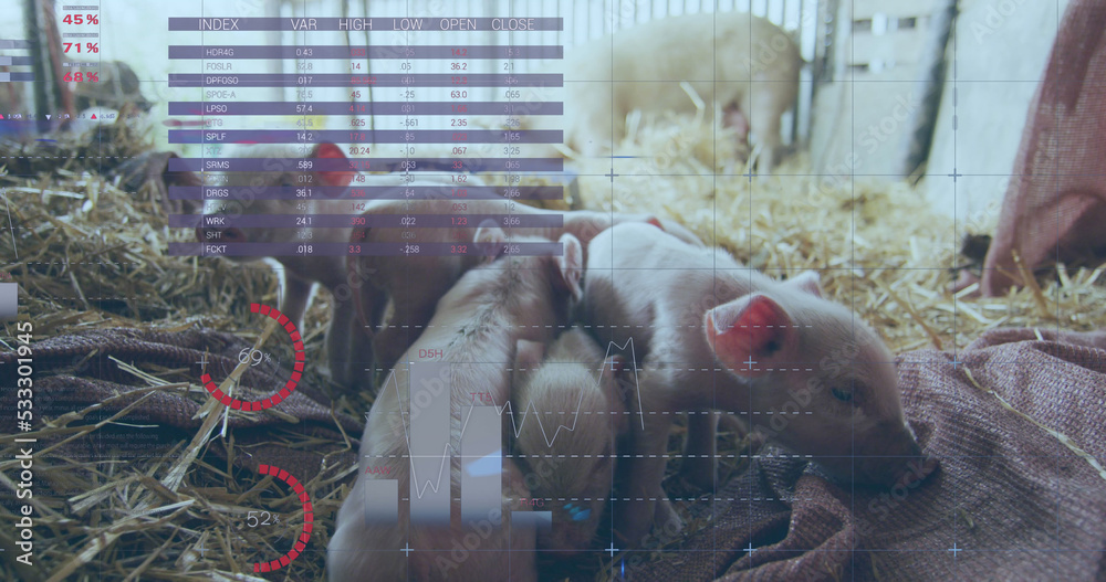 Image of financial data processing over pigs at farm