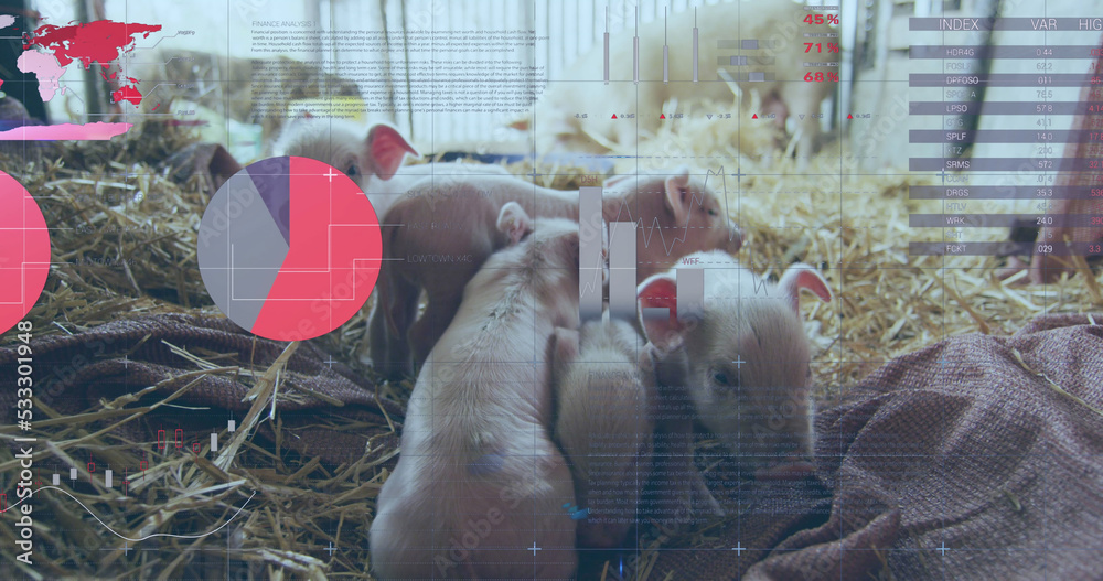 Image of financial data processing over pigs at farm