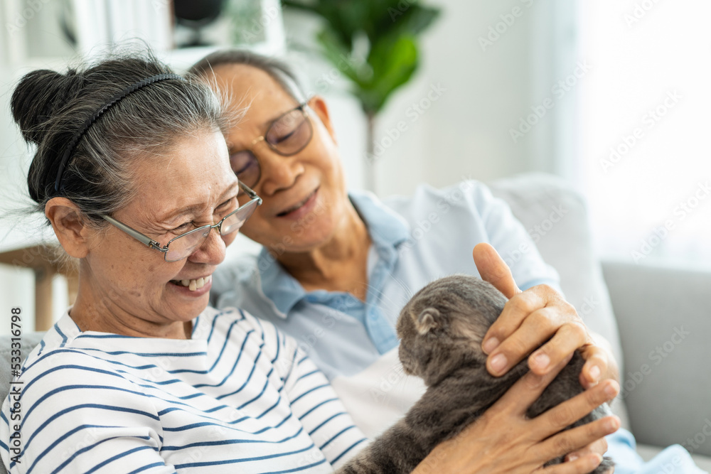 Asian senior couple stroking and play with domestic cat in living room. 