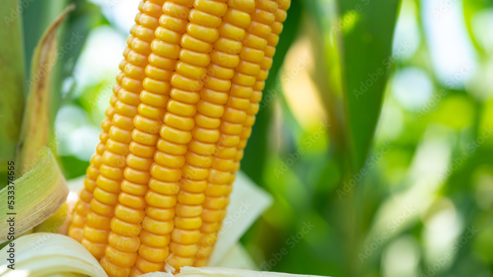 Corn cob in organic corn field. Corn Garden agriculture plant