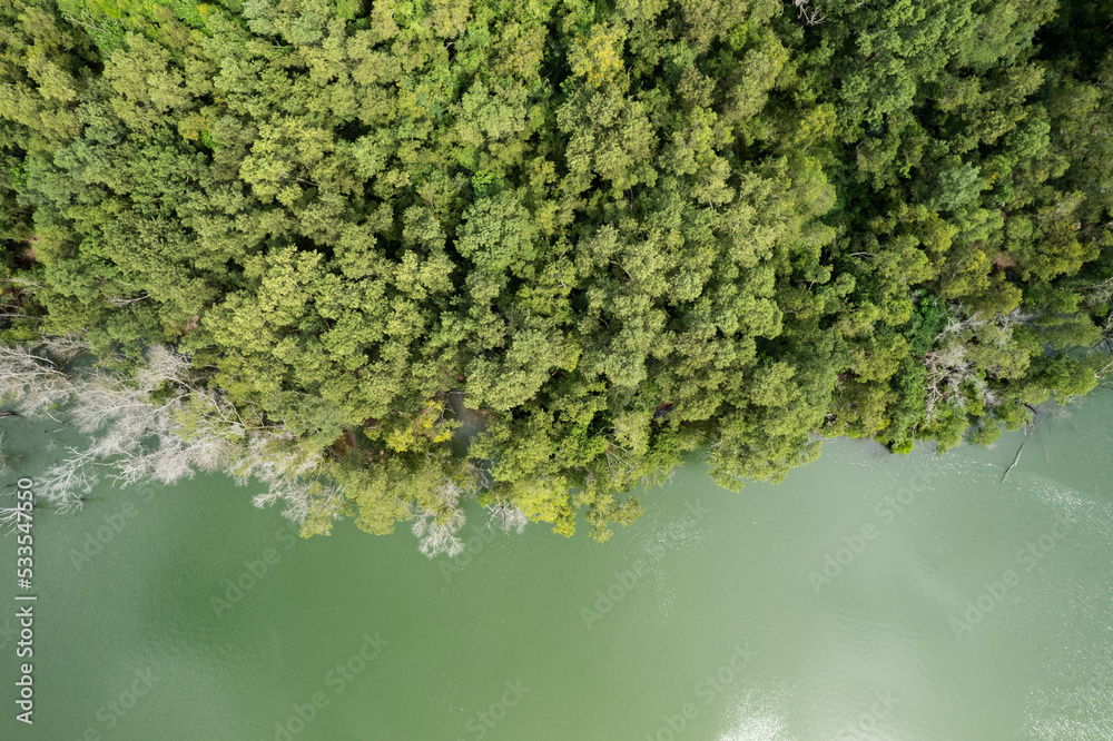 Amazing nature green background Top view of forest trees and river lake, Ecosystem and healthy envir