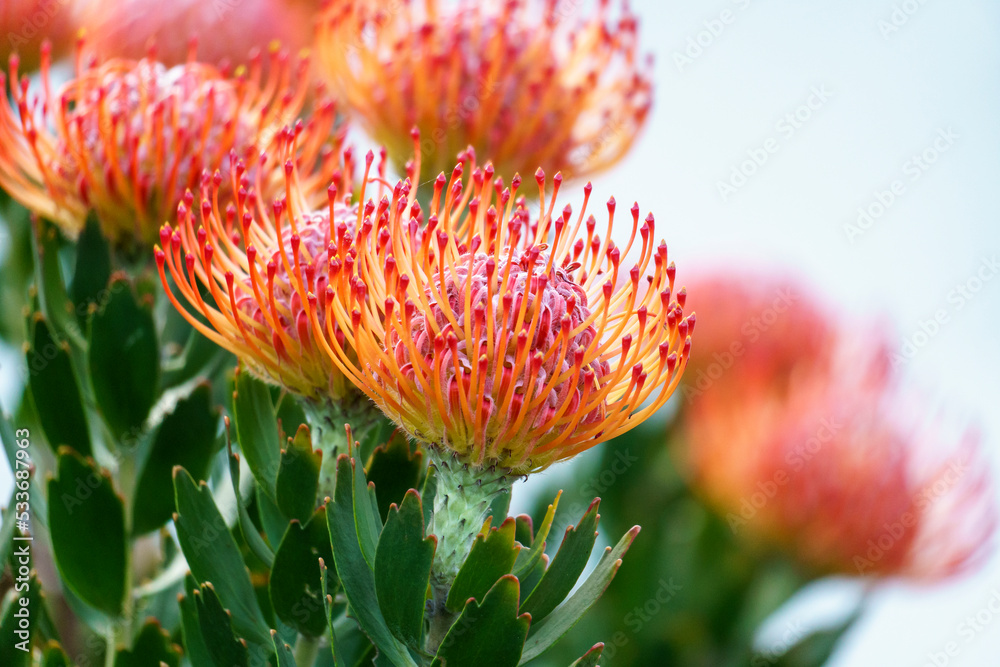 Pincushion protea。Hermanus，鲸鱼海岸，奥弗伯格，西开普省，南非。