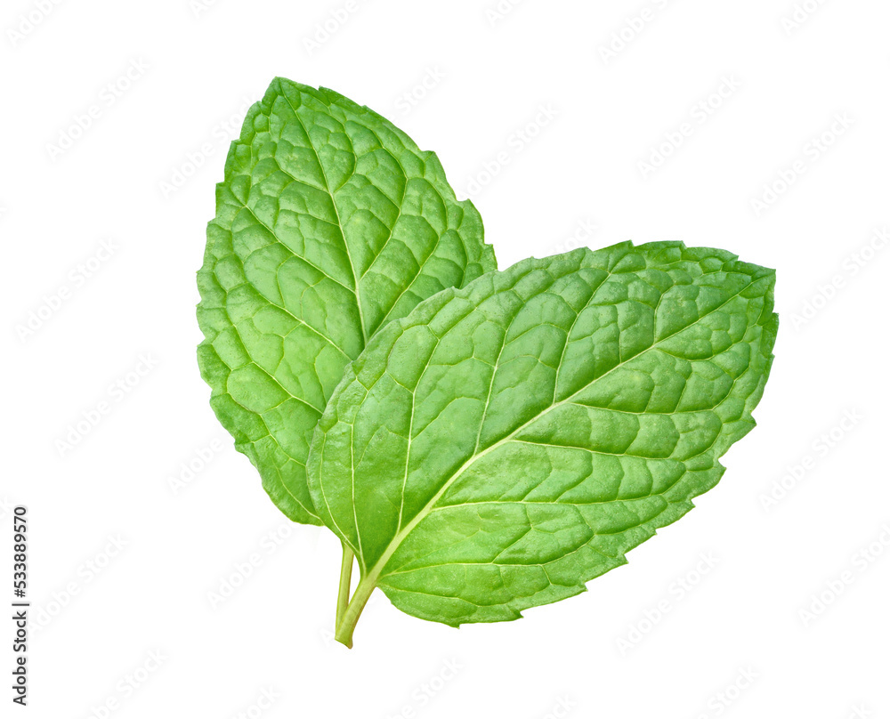 Two fresh mint leaves isolated on white background with clipping path.