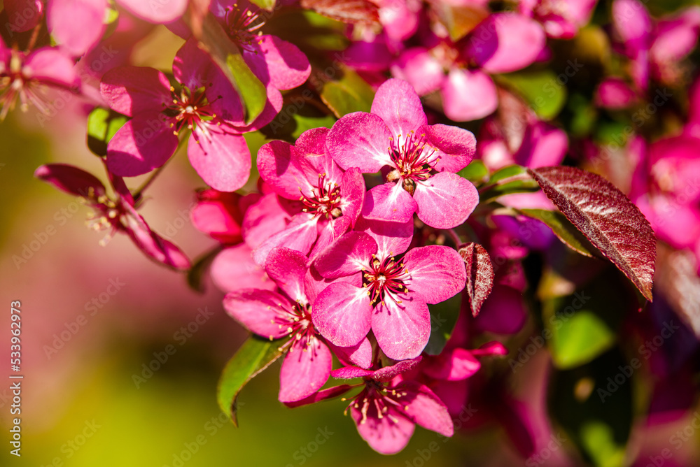 Blooming decorative apple tree with red flowers 