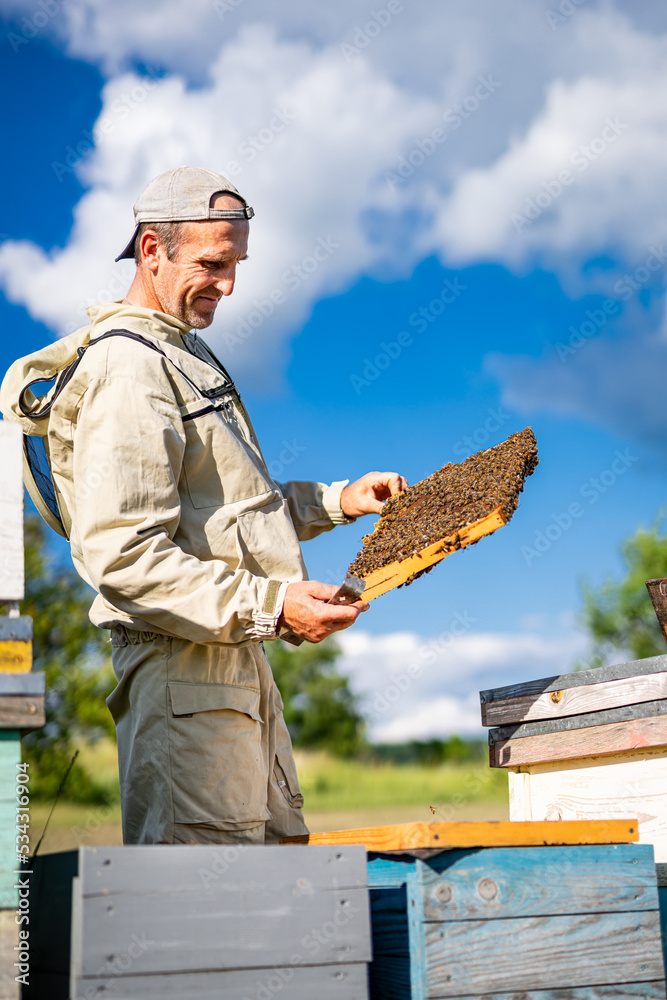 Organic natural honey farming. Honeycomb full of bees.