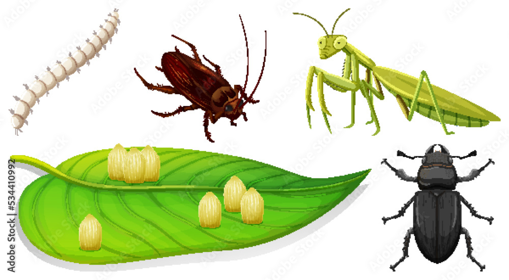 Set of different kinds of insects