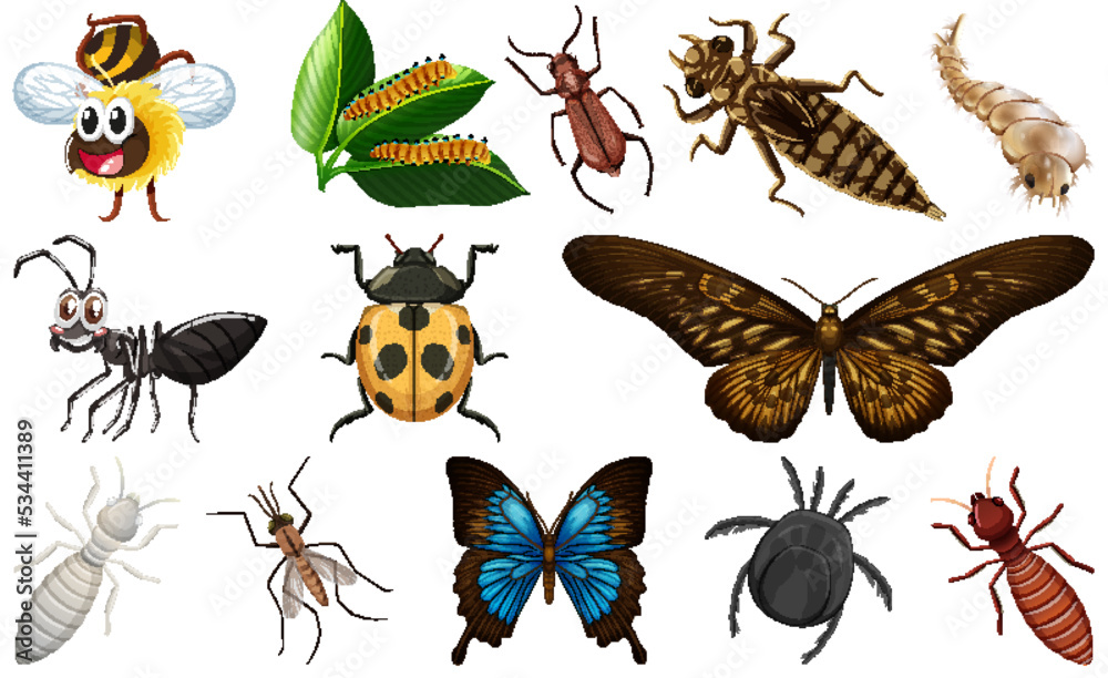 Different kinds of insects collection