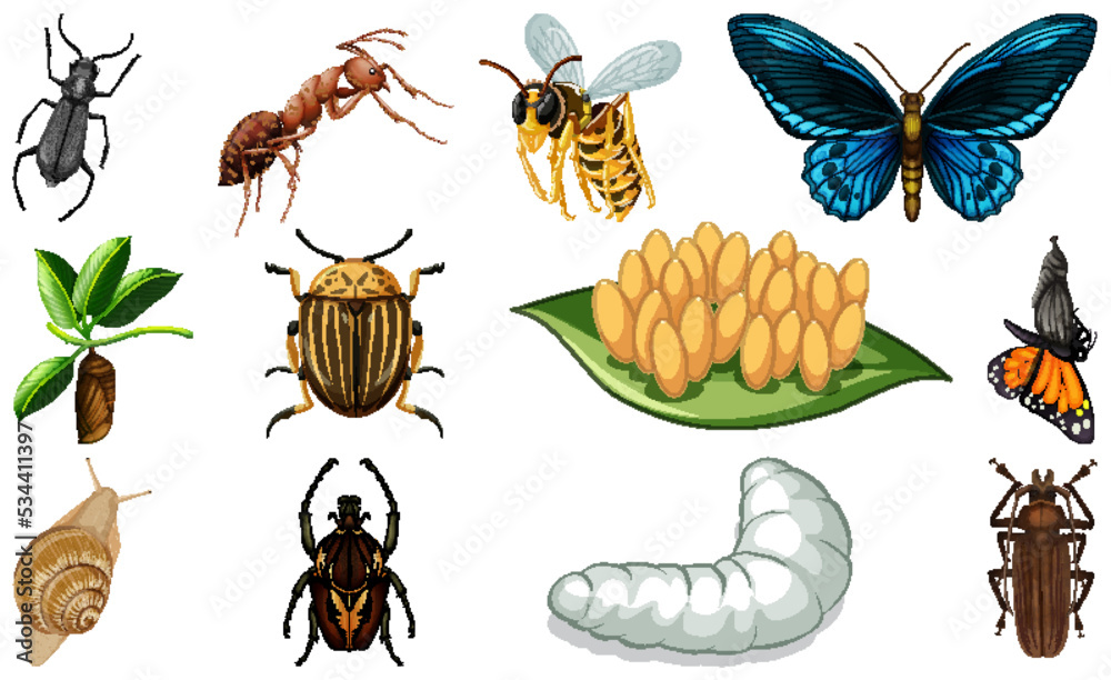 Different kinds of insects collection