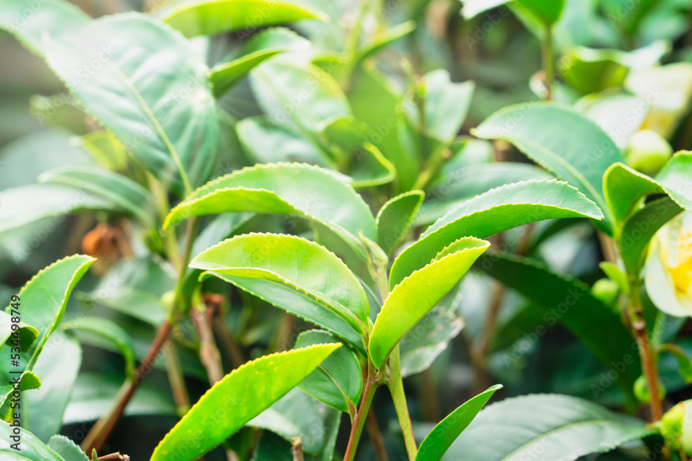 Beautiful green tea crop garden rows scene, design concept for the fresh tea product.