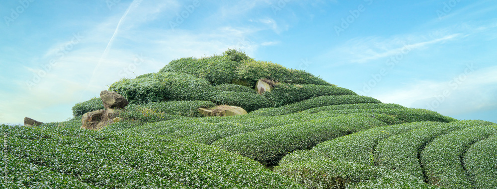 美丽的绿茶作物园一排排场景，为鲜茶产品设计理念。