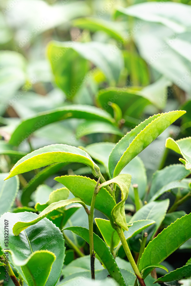 美丽的绿茶作物花园一排排的场景，为新鲜的茶叶产品设计理念。