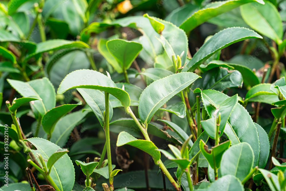 美丽的绿茶种植园场景，新鲜茶叶产品的设计理念。