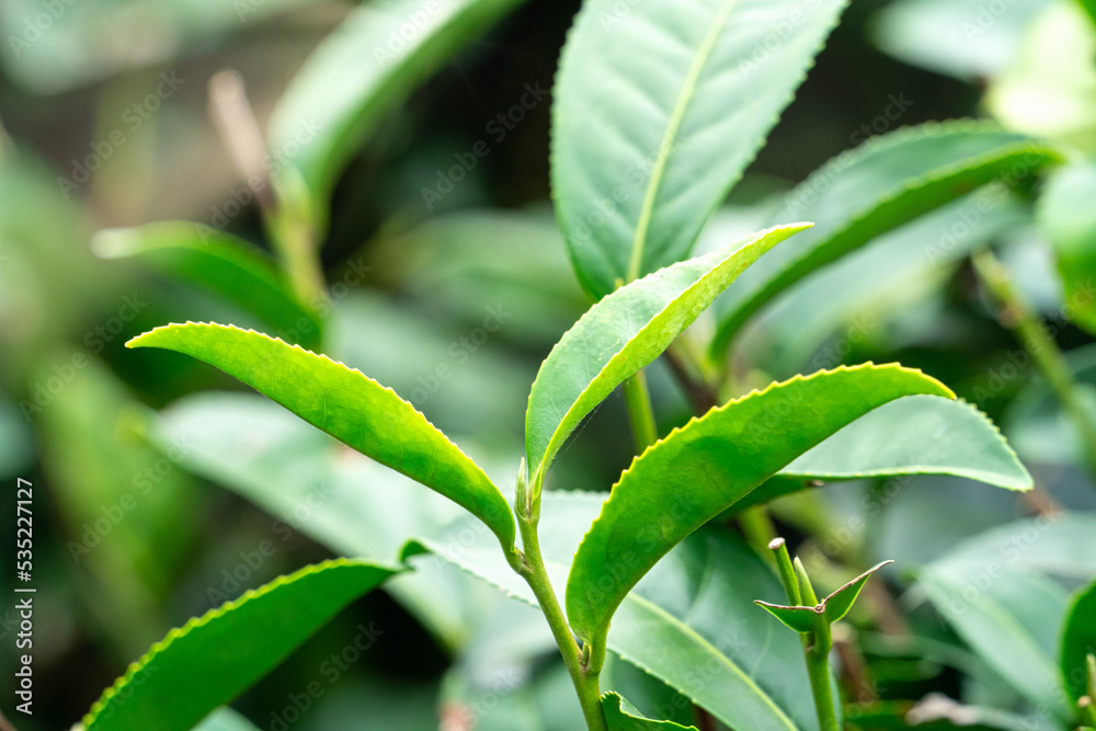 美丽的绿茶作物园一排排场景，为鲜茶产品设计理念。