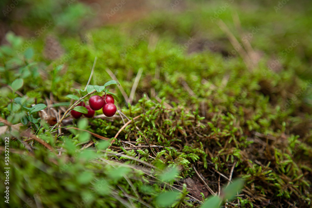 苔藓环绕的森林中的灵犀