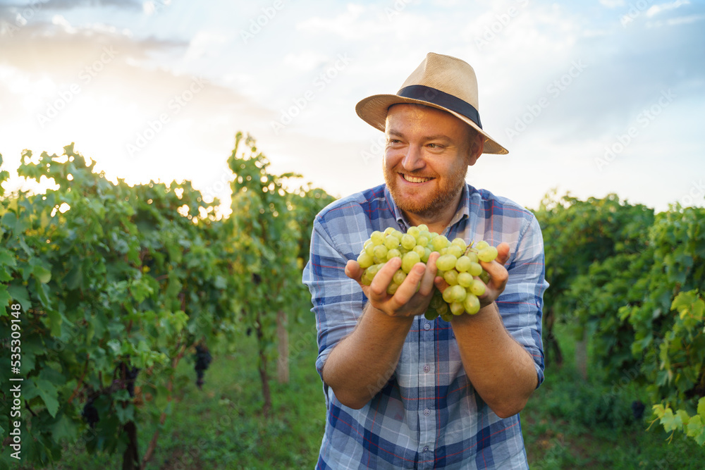 Front view looking at camera young farmer male vintner holding bunch of grapes in hand smiling. The 