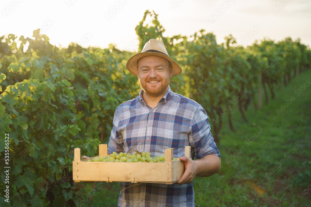 Front view a young farmer winegrower worker man in a hat stands with box full of grapes in his hands