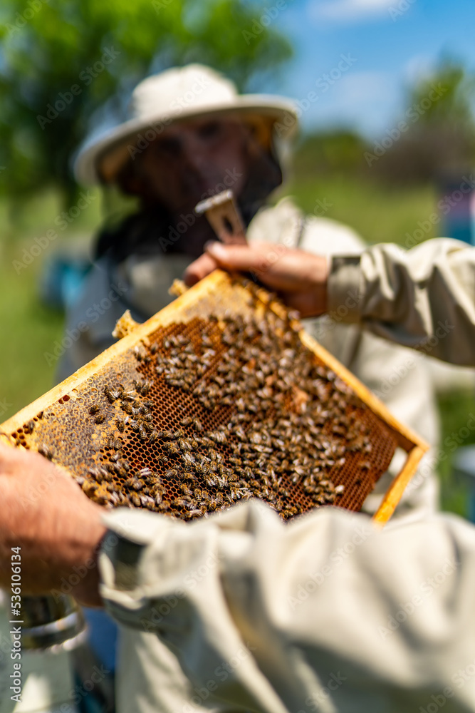 Holding a honey cell with bees. Beekeeper holding a wooden frame with honey.