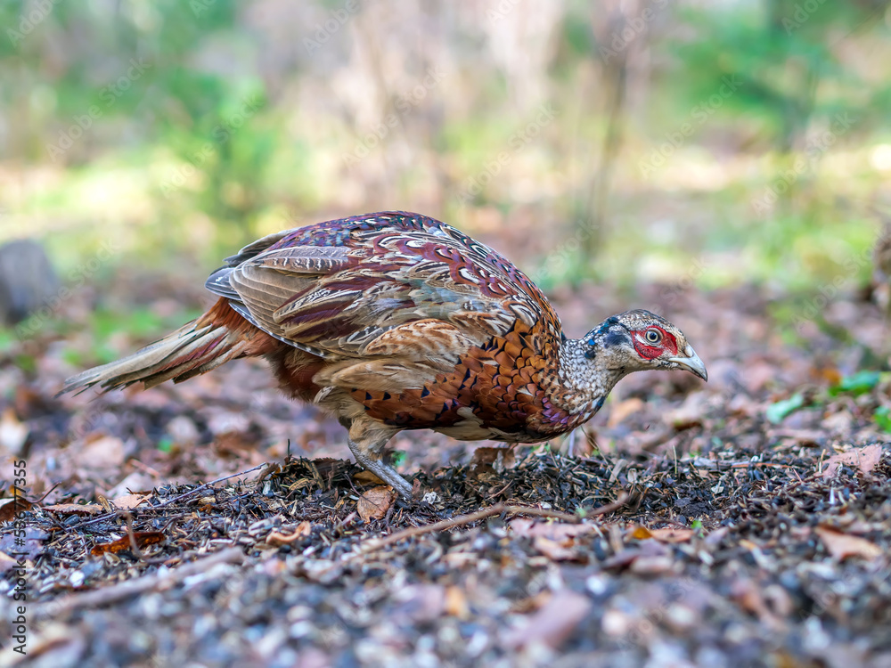 Female of black grouse in the autumn forest. Close-up